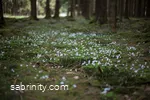 Mehr Waldblumen