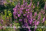 Heideblüte