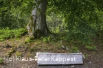 Markanter Baum an der Schwalenburg