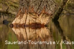 Abgenagter Baum spiegelt sich im Wasser