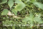 Weiße Knochen auf dem Waldboden