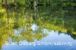 Bäume spiegeln sich im klaren Wasser der Almequellen