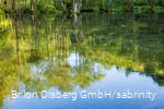 Bäume spiegeln sich im klaren Wasser der Almequellen