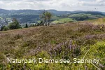Heidelandschaft auf dem Osterkopf