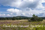 Hochheide auf dem Kahlen Pön bei Medebach-Düdinghausen