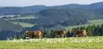 Kühe in der Qualitätsregion Sauerland