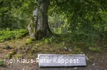 Markanter Baum an der Schwalenburg
