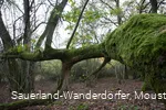 Moosbewachsener Baum an den Quarzklippen
